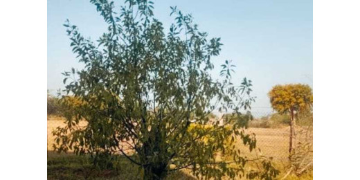 आज से 5 साल पहले स्कूल में उगाए गए थे लाल चंदन के पौधे, अब लाखों में हैं इसकी कीमत